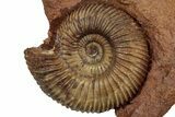 Jurassic Ammonite (Parkinsonia) Fossil - Sengenthal, Germany #357377-1